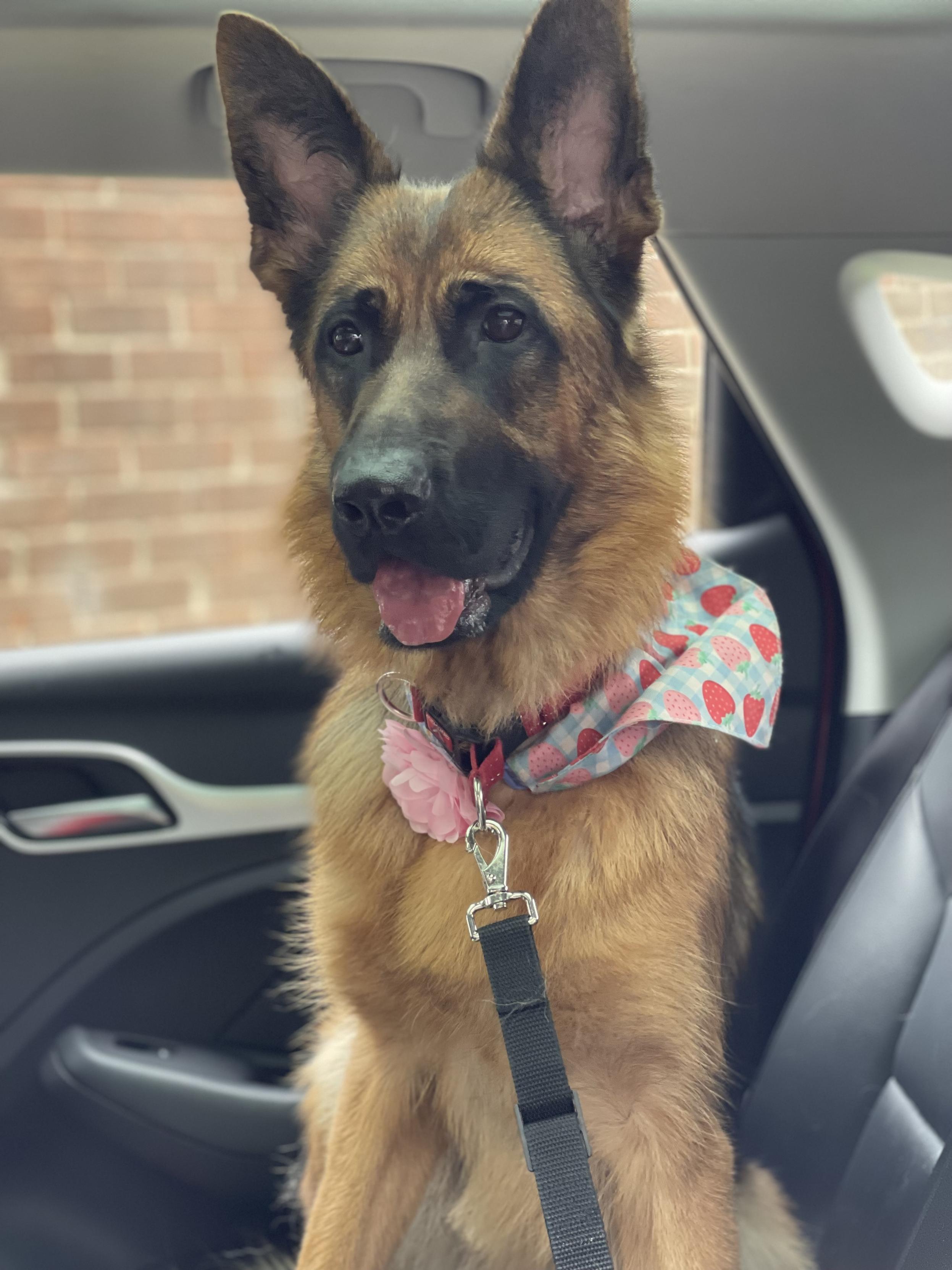 A young German Shepherd sat in the back of a car looking towards the photo-taker with a soft and relaxed expression. She is clipped into a single point restraint at the collar, where she is wearing a flowery bandana. There is a pink flower clipped next to it, added by the groomers. She looks a little fluffier than usual.